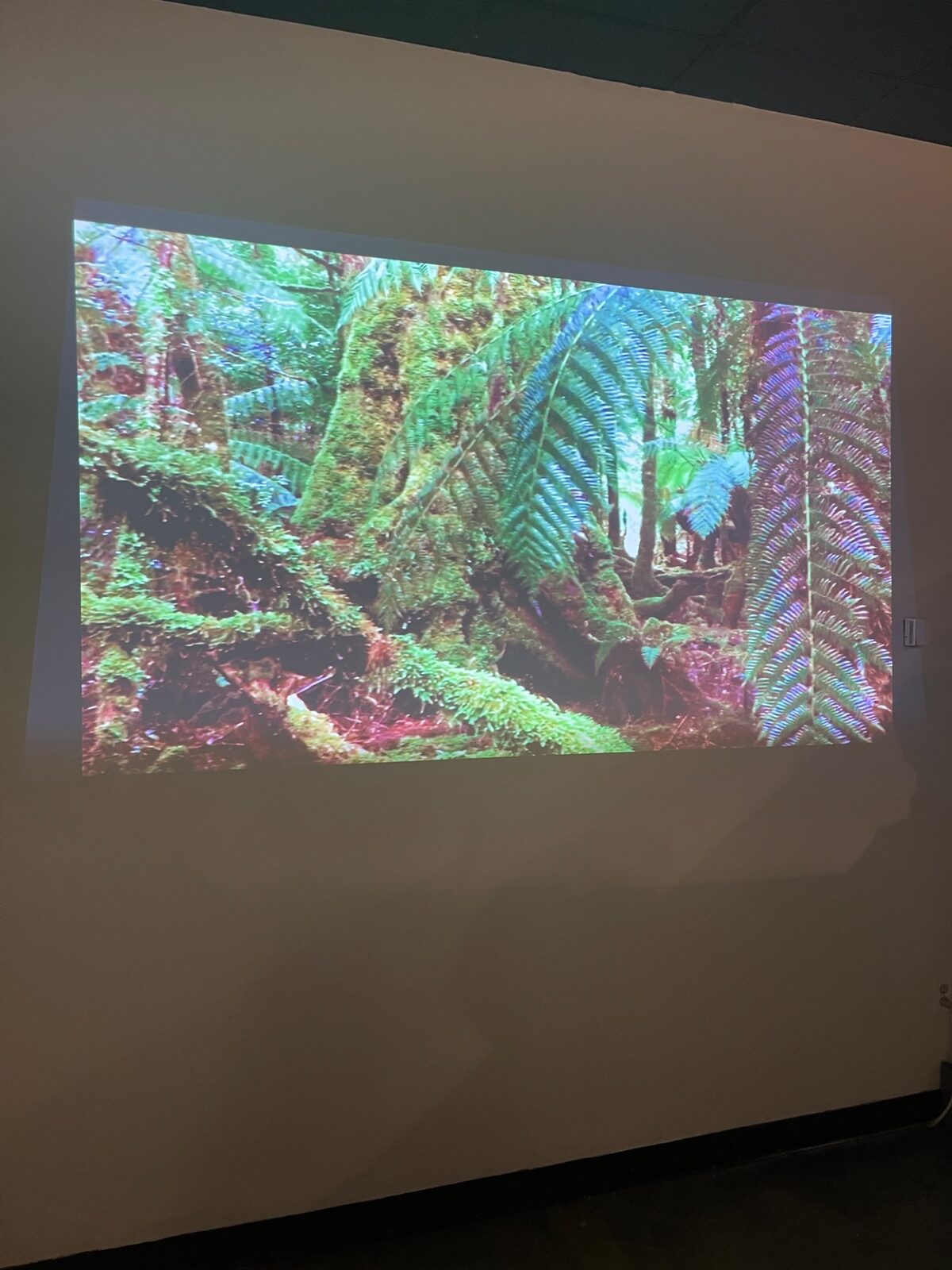 Forest imagery projected in the gallery