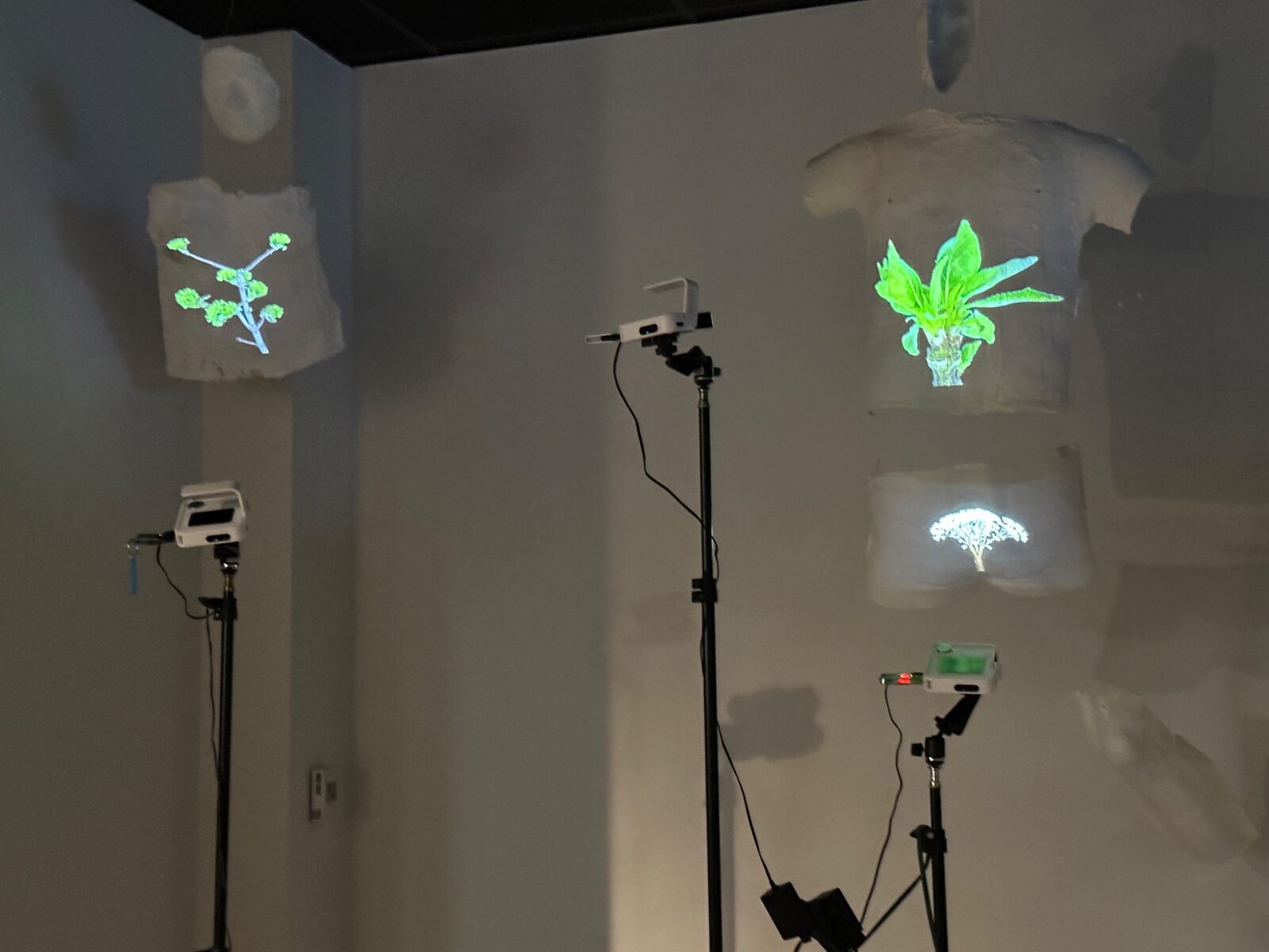 Projected botanical images in an installation
