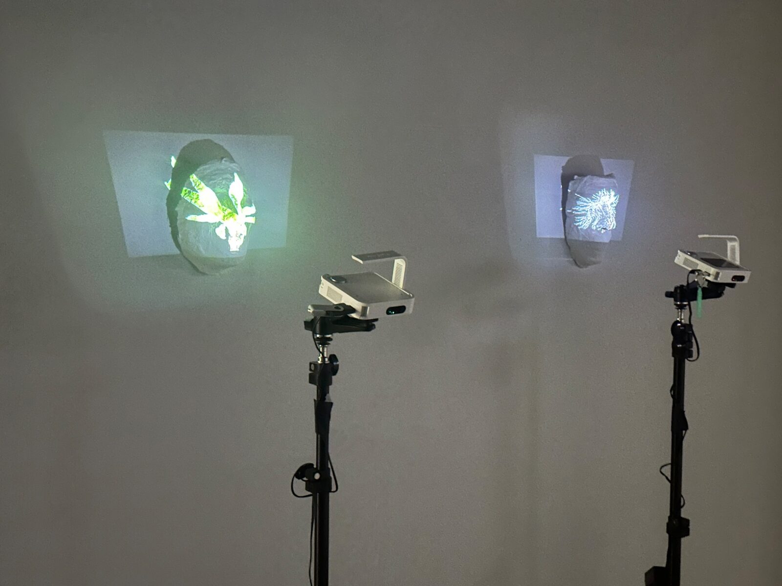 Projected botanical imagery in an immersive installation
